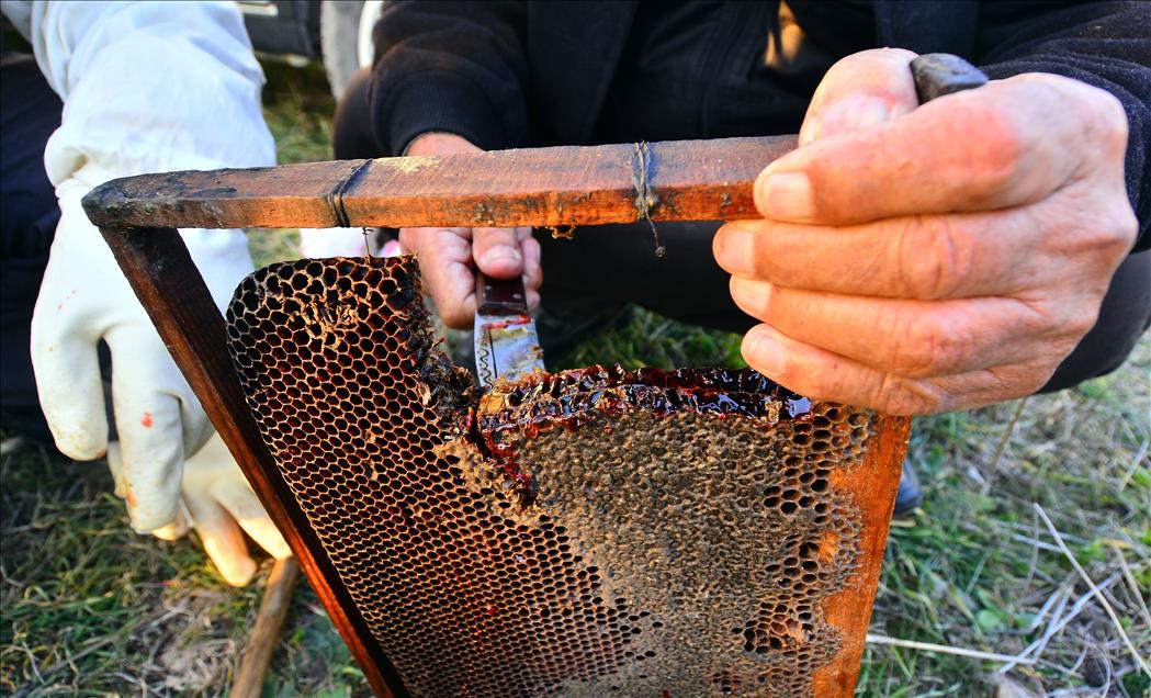Kovandan "kırmızı bal" çıktı