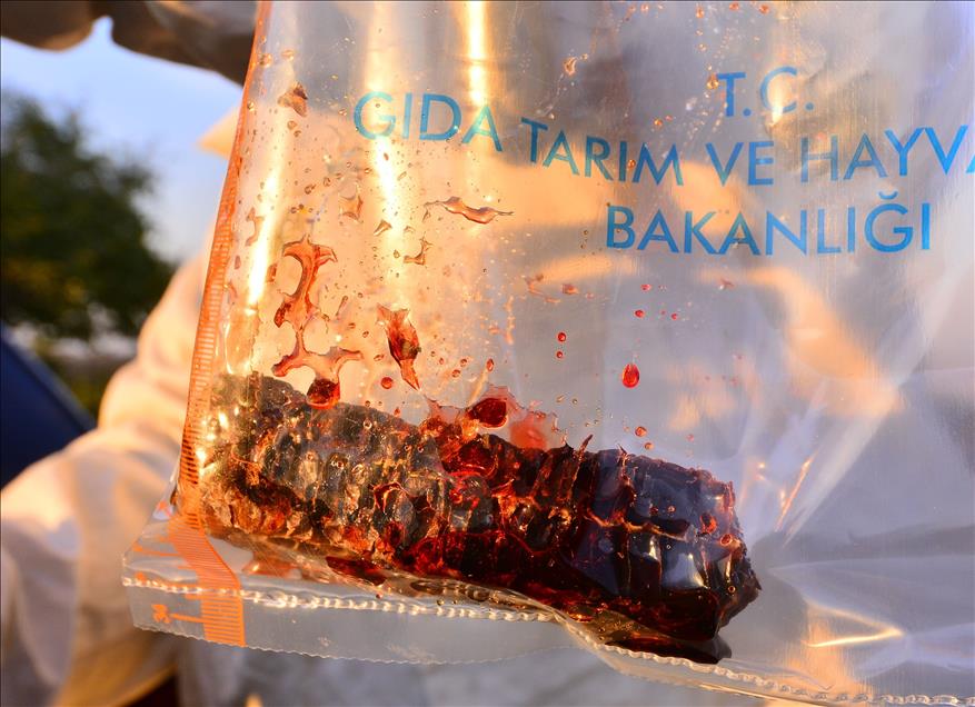 Kovandan "kırmızı bal" çıktı