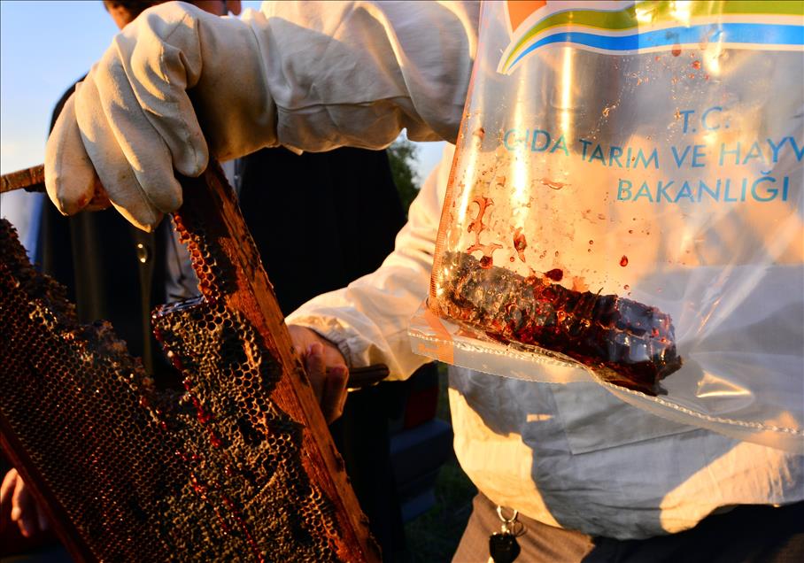 Kovandan "kırmızı bal" çıktı