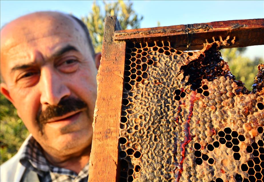 Kovandan "kırmızı bal" çıktı