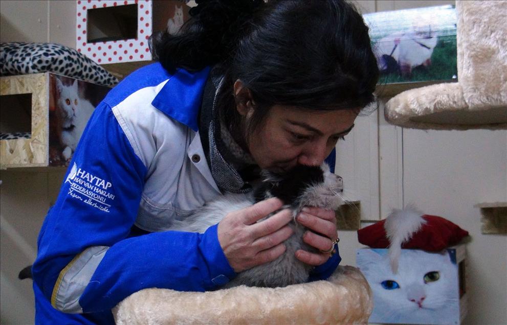 Sahipsiz kediler için "5 yıldızlı otel konforunda" barınak