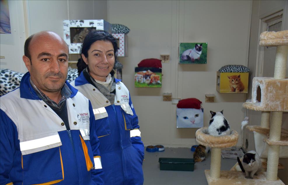 Sahipsiz kediler için "5 yıldızlı otel konforunda" barınak