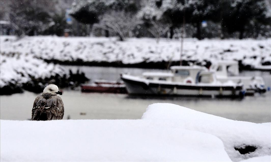 بارش برف در استانبول