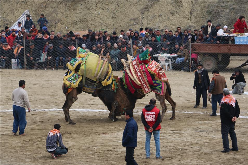 Sarayköy 32. Geleneksel Deve Güreşleri Festivali