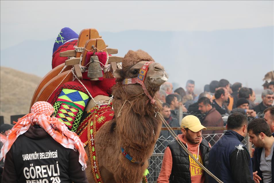 Sarayköy 32. Geleneksel Deve Güreşleri Festivali