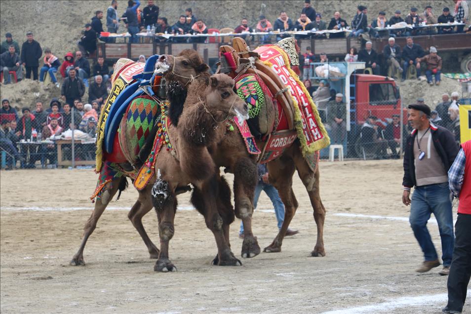 Sarayköy 32. Geleneksel Deve Güreşleri Festivali