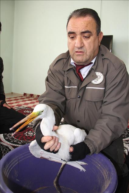 Av tüfeğiyle yaralanan göçmen kuş tedavi edilecek