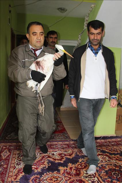 Av tüfeğiyle yaralanan göçmen kuş tedavi edilecek