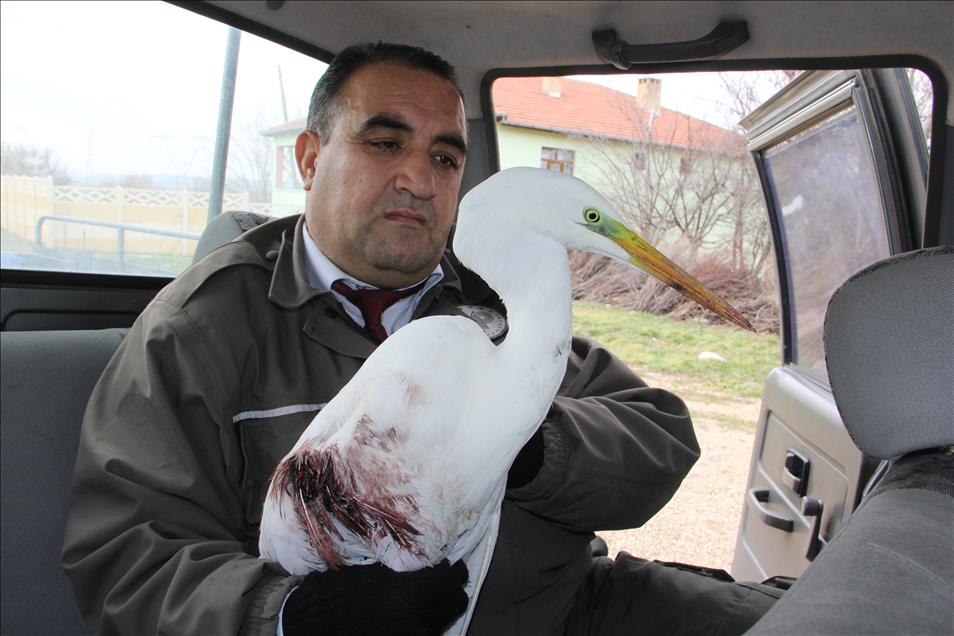 Av tüfeğiyle yaralanan göçmen kuş tedavi edilecek
