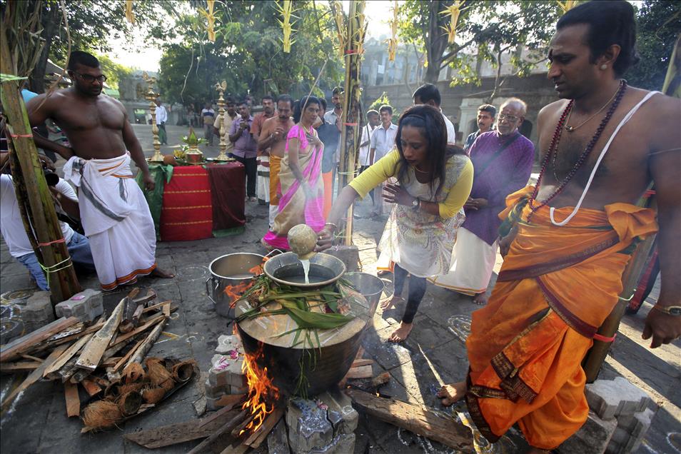 Thai Pongal Hindu Festival Sri Lanka