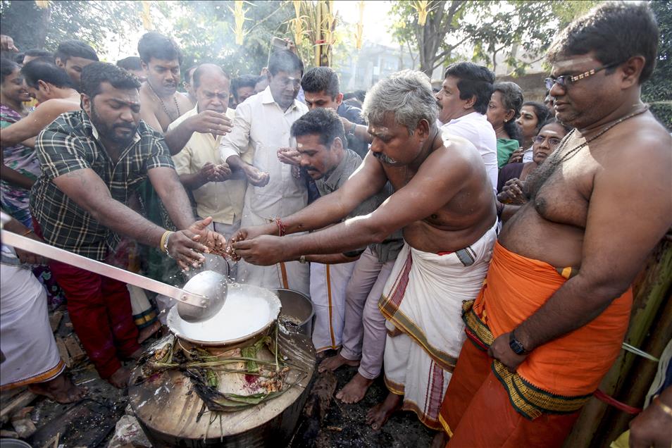 Thai Pongal Hindu Festival Sri Lanka
