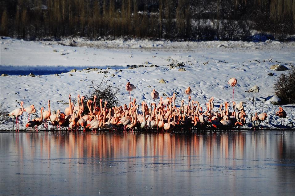 Flamingolar soğuktan İvriz Barajı'na sığındı
