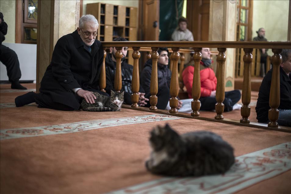 Imam opens the door of Mosque for cats