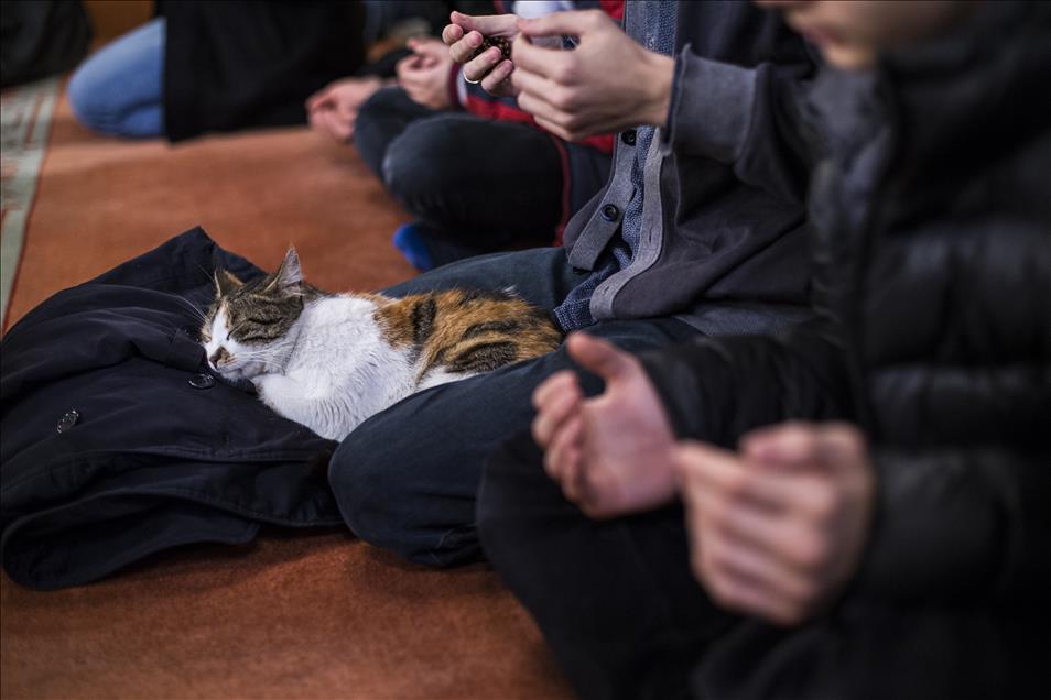 Imam opens the door of Mosque for cats