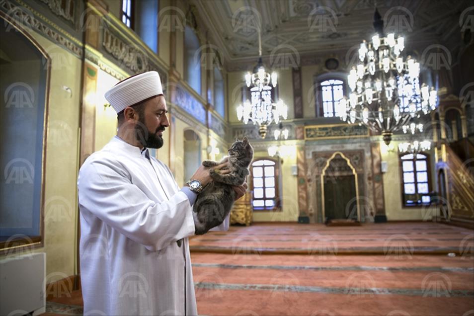 Imam koji je pustio mačke u džamiju: Bog nam je povjerio životinje na čuvanje