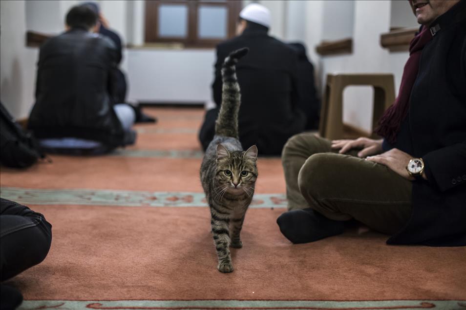 Imam opens the door of Mosque for cats