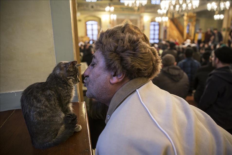 Imam opens the door of Mosque for cats