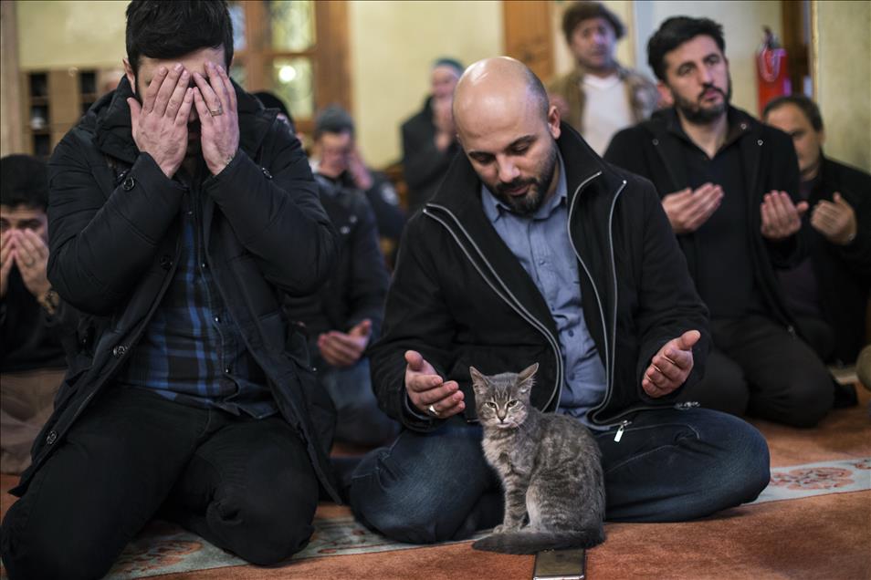 Imam opens the door of Mosque for cats