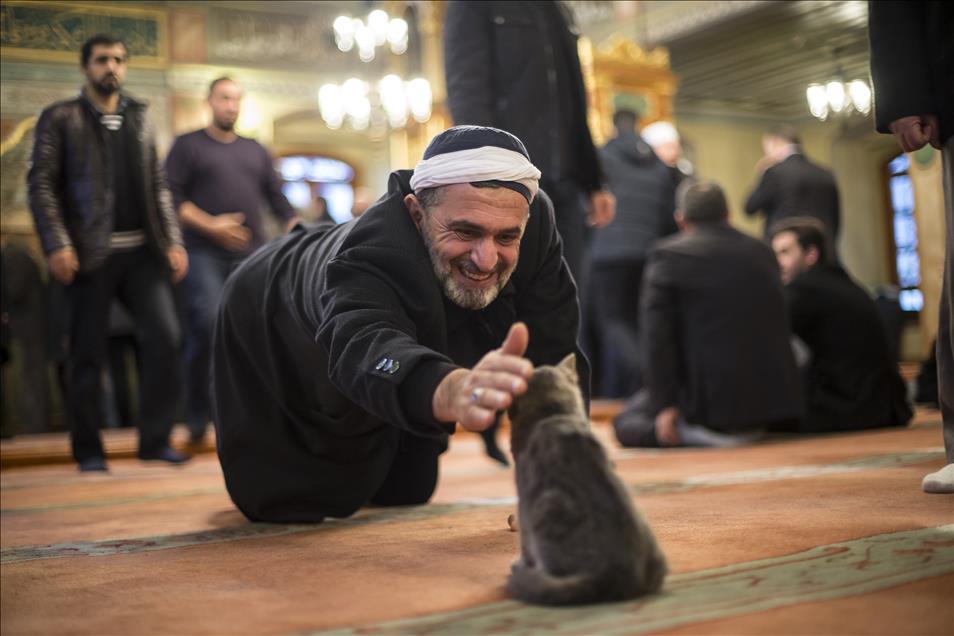 Imam opens the door of Mosque for cats