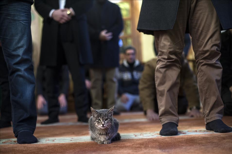 Imam opens the door of Mosque for cats