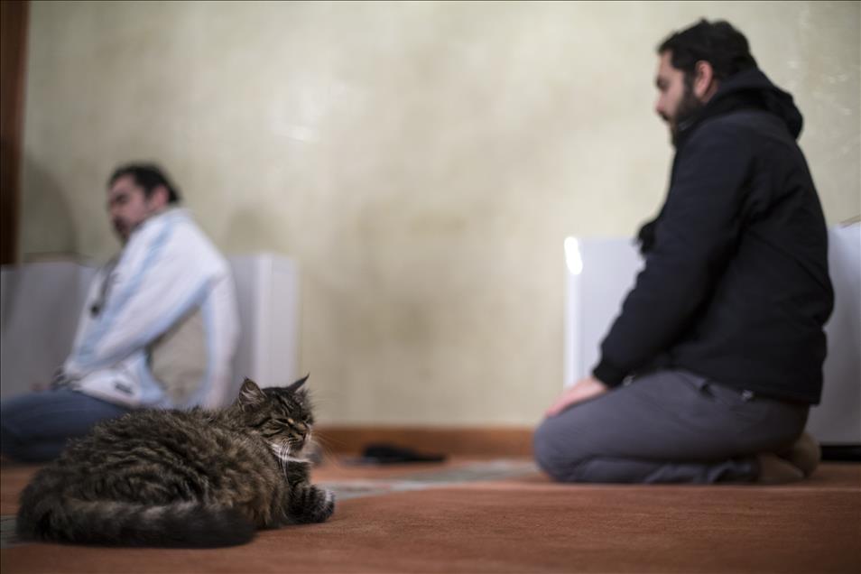 Imam opens the door of Mosque for cats
