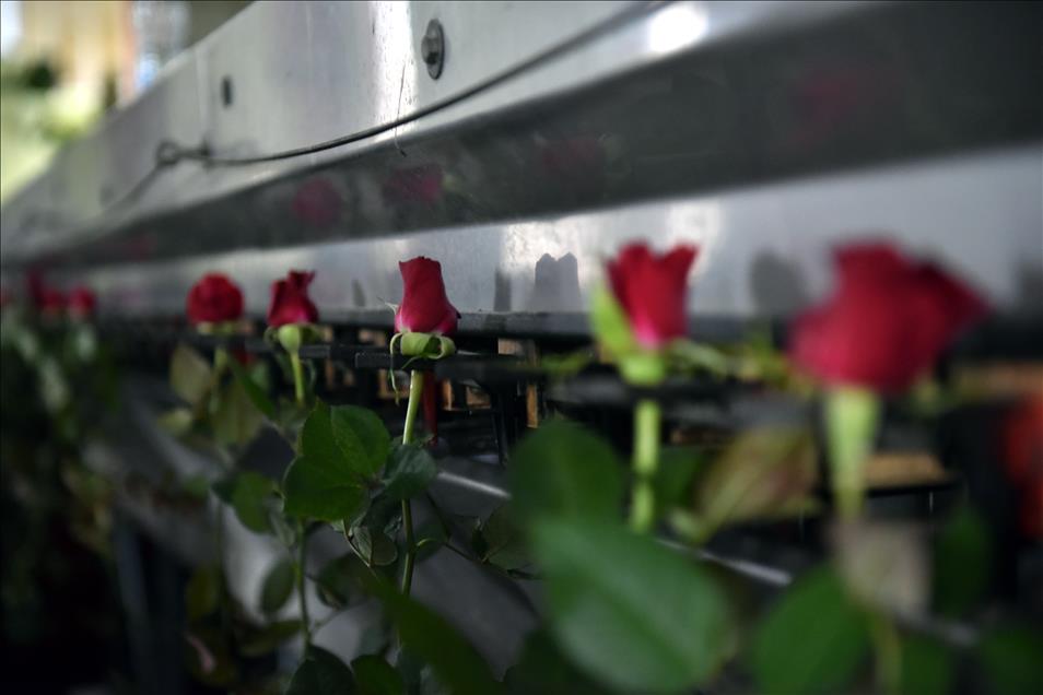 Gül üreticilerinde "14 Şubat" mesaisi