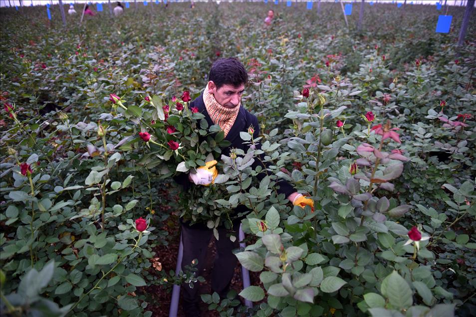 Gül üreticilerinde "14 Şubat" mesaisi
