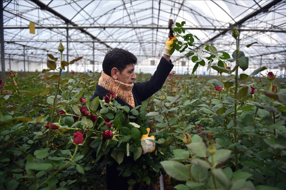 Gül üreticilerinde "14 Şubat" mesaisi