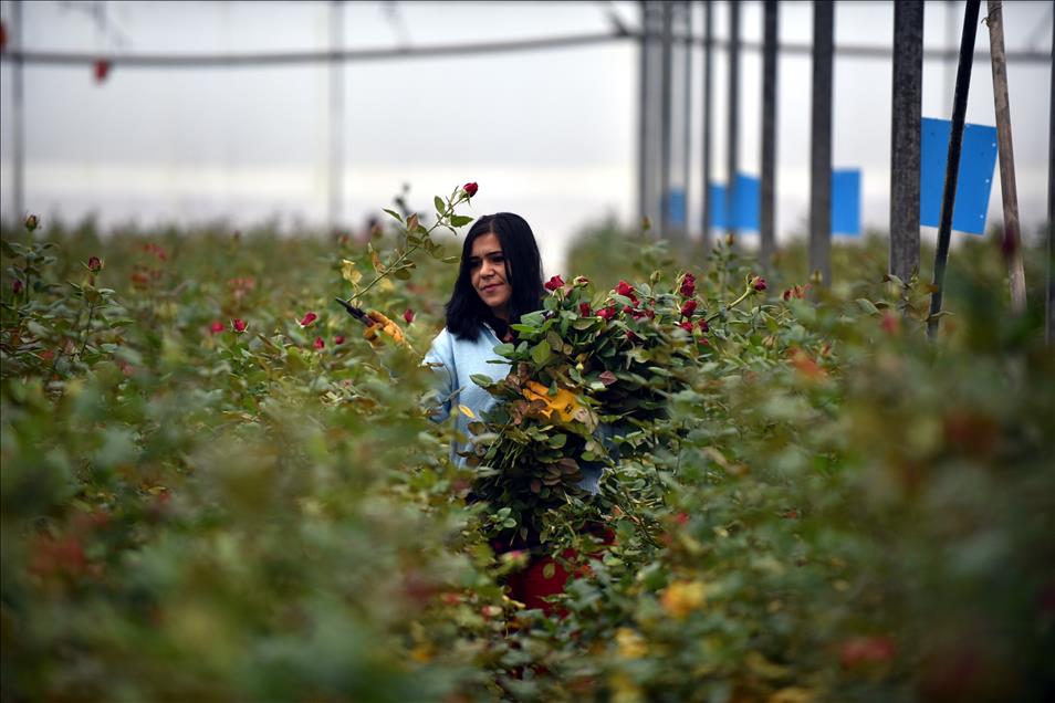 Gül üreticilerinde "14 Şubat" mesaisi