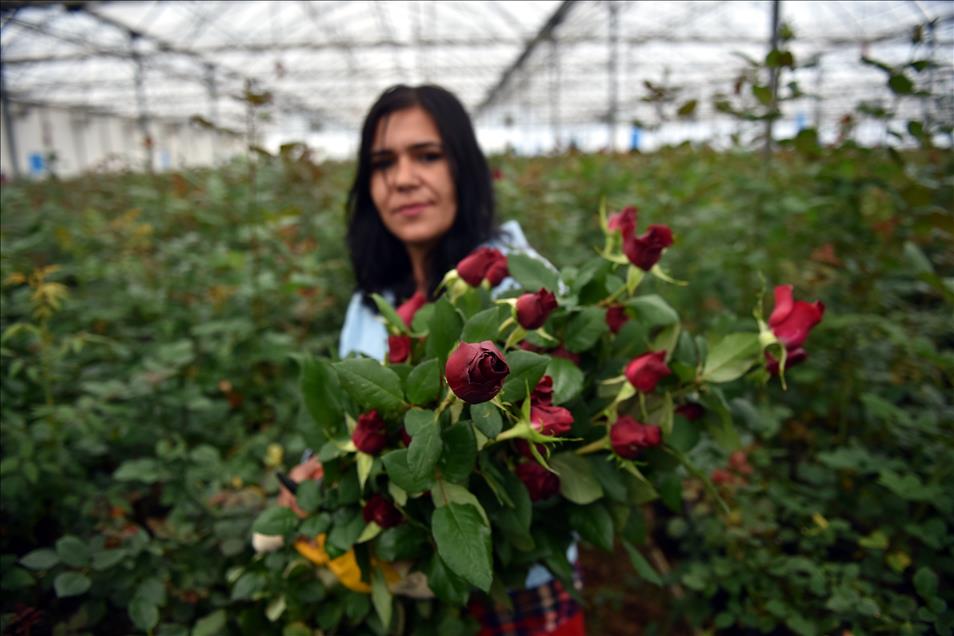 Gül üreticilerinde "14 Şubat" mesaisi
