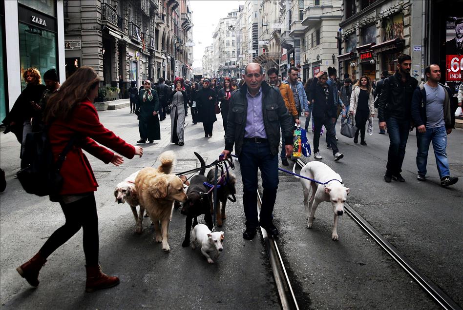 متقاعد تركي يمتهن "رعي الكلاب" في شوارع إسطنبول

