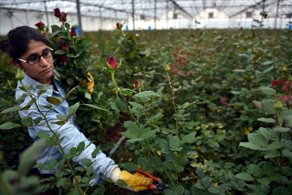 Gül üreticilerinde "14 Şubat" mesaisi