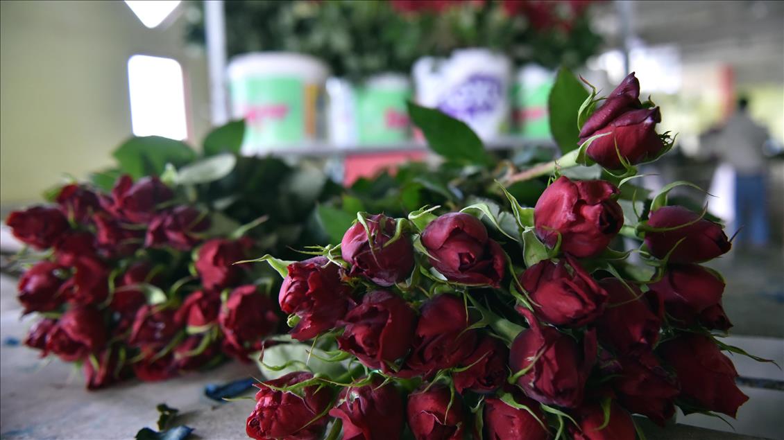 Gül üreticilerinde "14 Şubat" mesaisi