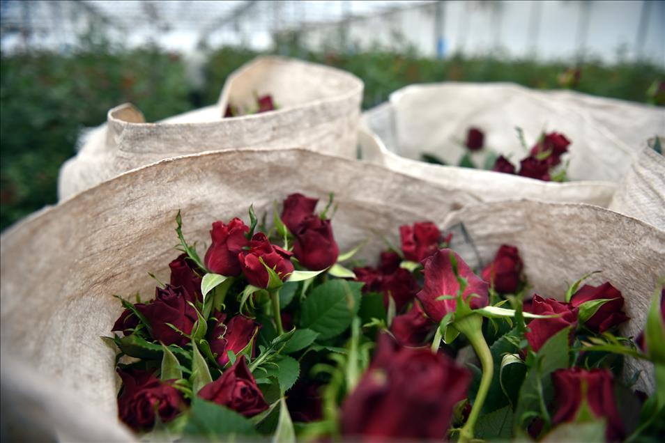 Gül üreticilerinde "14 Şubat" mesaisi