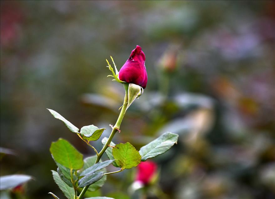 Gül üreticilerinde "14 Şubat" mesaisi