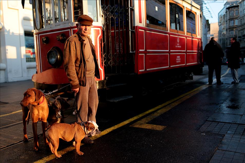 متقاعد تركي يمتهن "رعي الكلاب" في شوارع إسطنبول

