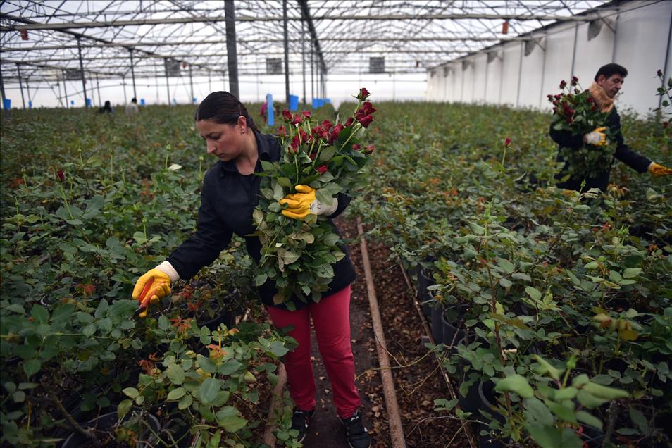 Gül üreticilerinde "14 Şubat" mesaisi