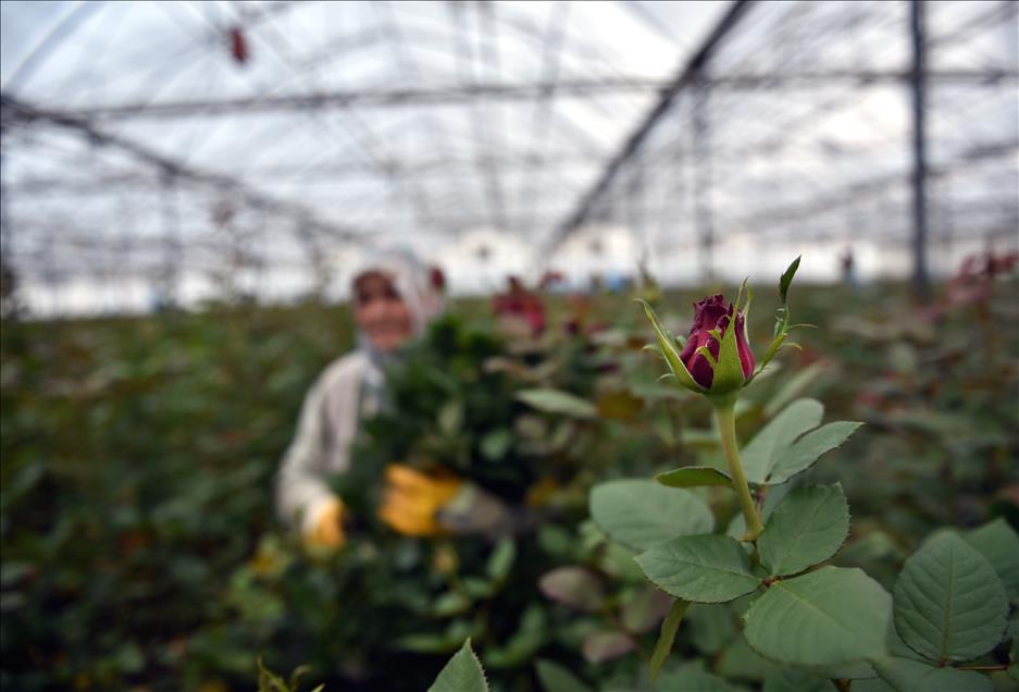 Gül üreticilerinde "14 Şubat" mesaisi