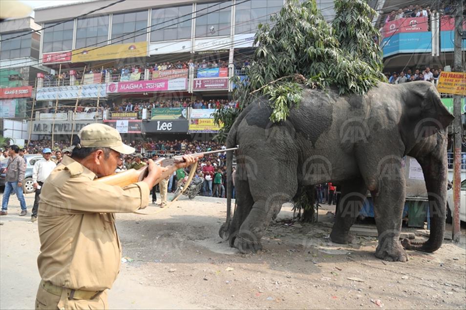 Indija: Slonica tumarajući po gradu pričinila veliku štetu na vozilima, objektima i ogradama