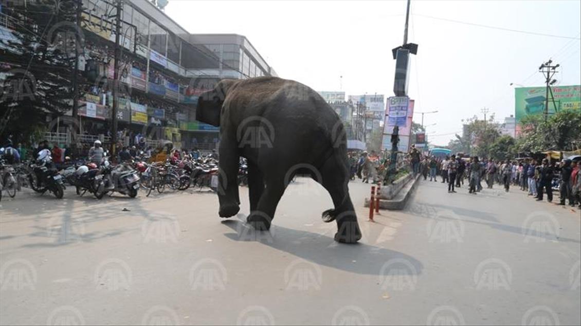 Indija: Slonica tumarajući po gradu pričinila veliku štetu na vozilima, objektima i ogradama