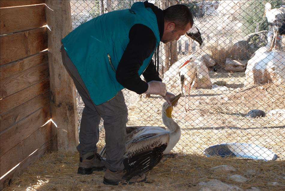 Yaralı pelikan Burdur’da tedavi altına alındı