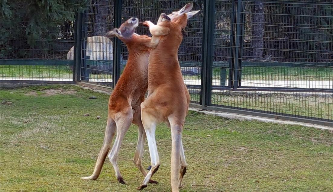 Kanguruların "boks maçı" kamerada