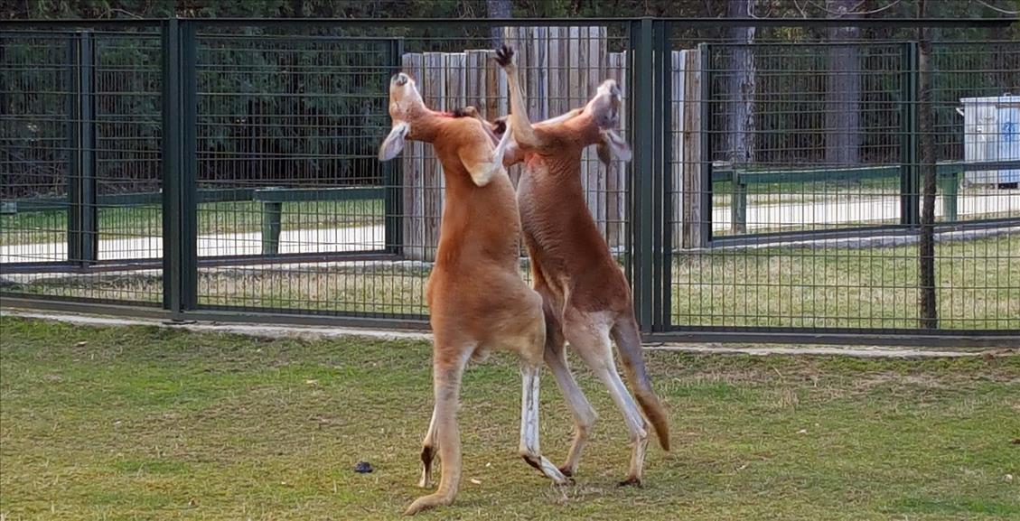 Kanguruların "boks maçı" kamerada