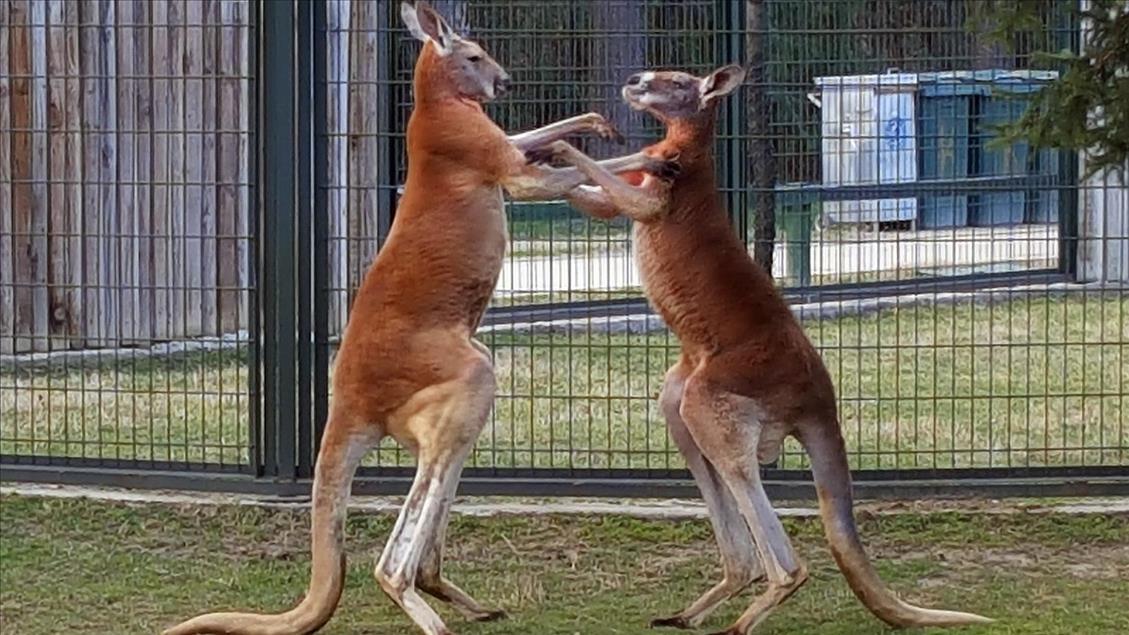 Kanguruların "boks maçı" kamerada