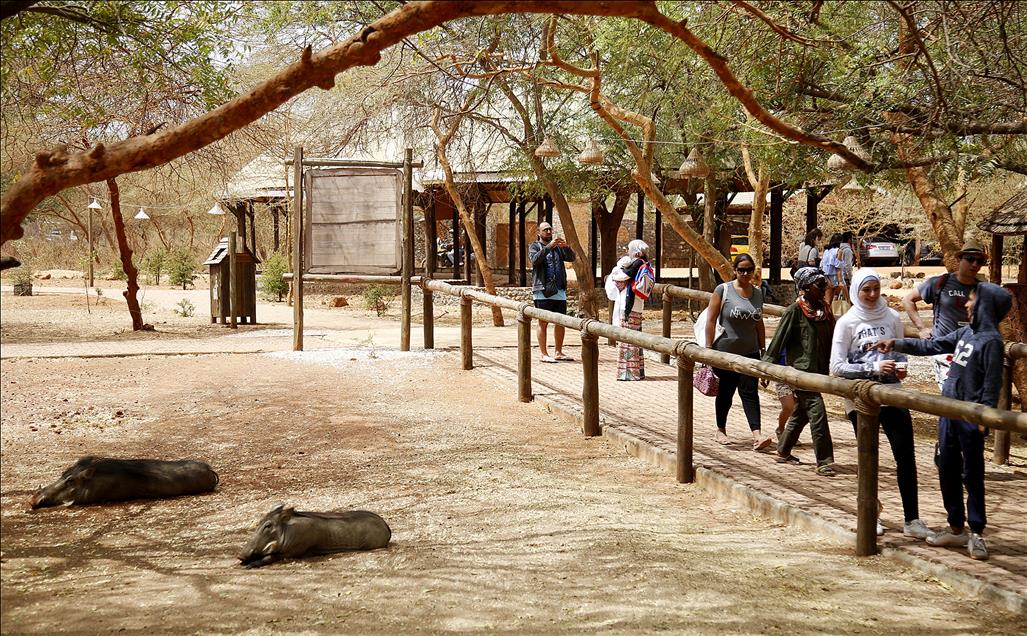 Senegal vahşi yaşam meraklılarını bekliyor