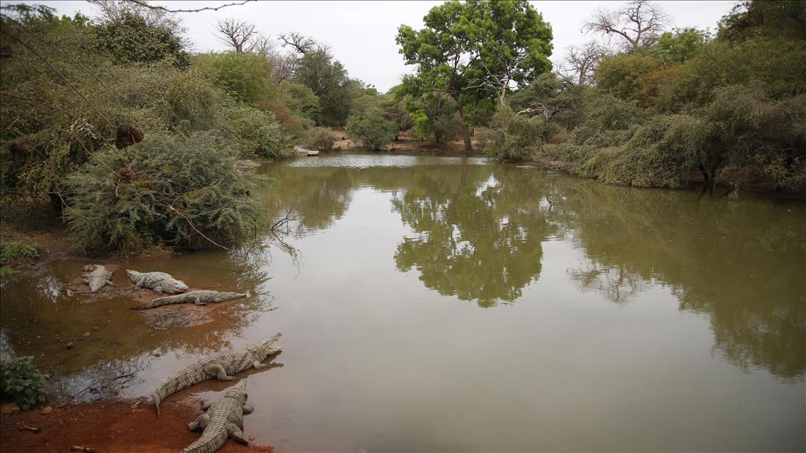 Senegal vahşi yaşam meraklılarını bekliyor