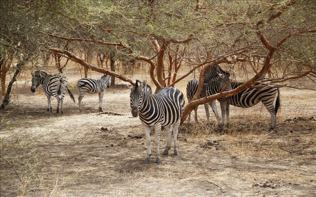 Senegal vahşi yaşam meraklılarını bekliyor