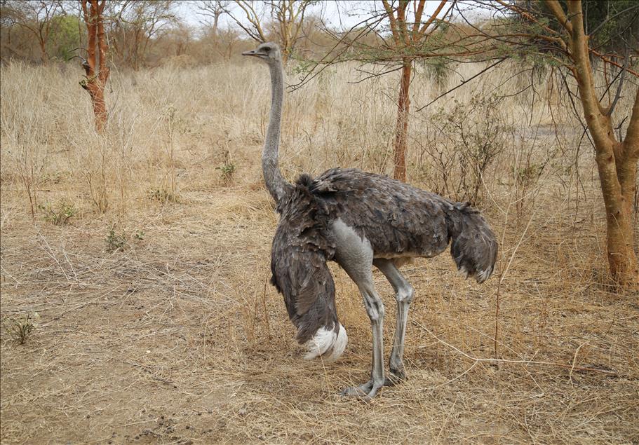 Senegal vahşi yaşam meraklılarını bekliyor