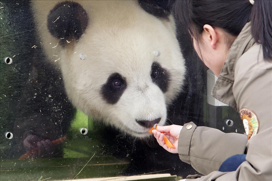 Chinese panda pair arrive in South Korea