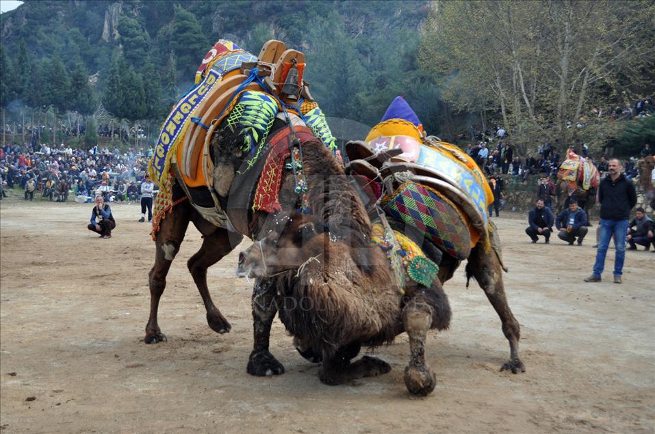 Camel wrestling festival in western Turkey